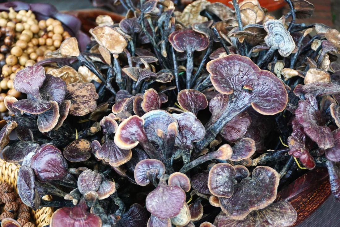 reishi mushroom with benefits