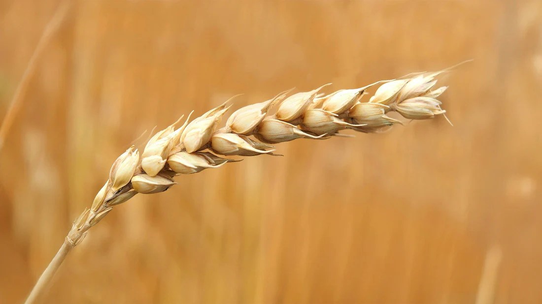 LEK 2025 blog hero what is spermidine 63f0785a 451a 4464 a4c8 6cf9612cf640