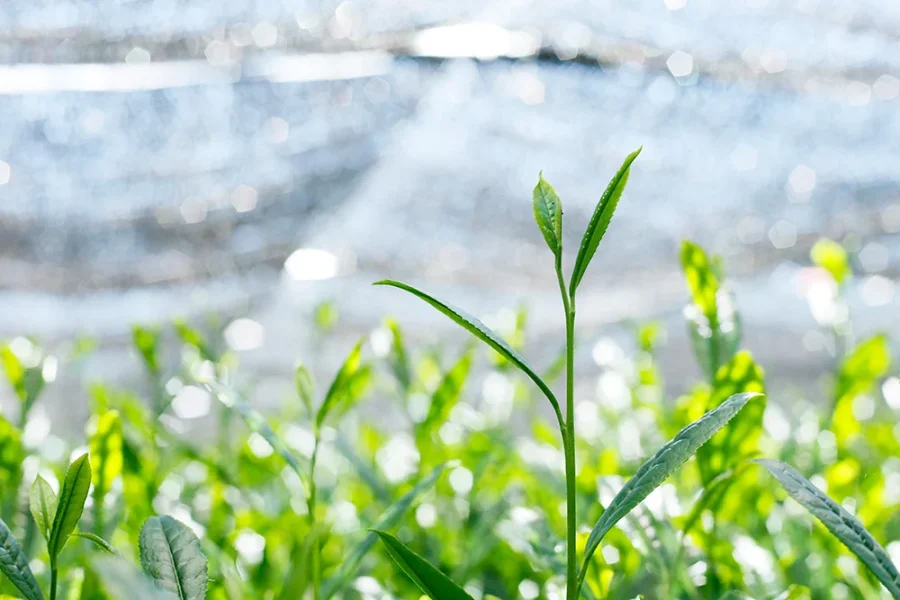 leaves